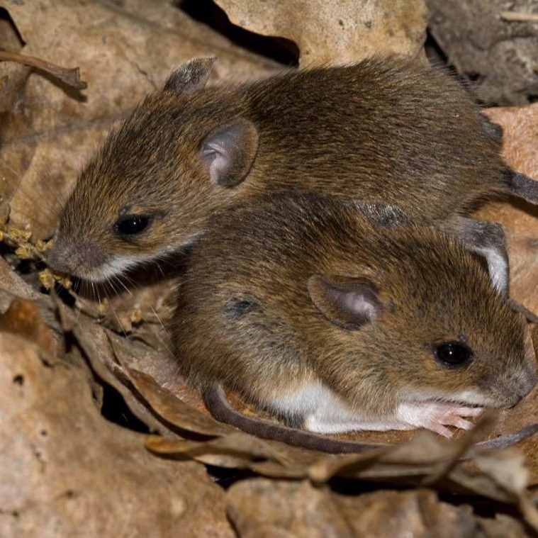 Уничтожения мышей в частном доме в Шымкенте?