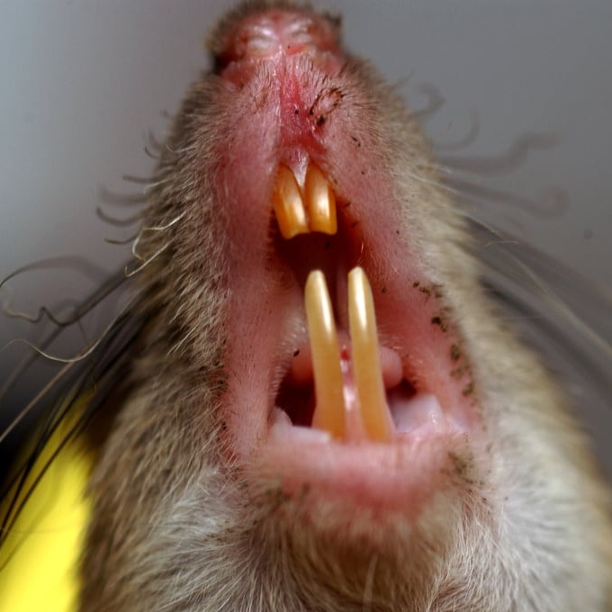 Дератизация крыс в Шымкенте?